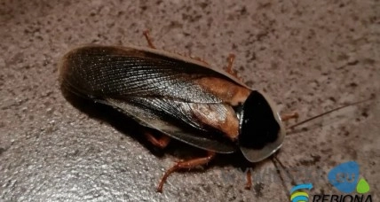 Karaczany argentyńskie (B.Dubia) różne rozmiary , TANIO