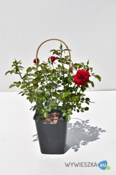 Róża Licencjonowana Segovia Poulsen roser