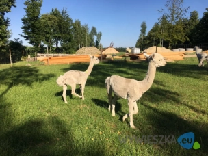 Samiec alpaki- do negocjacji