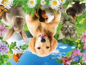 Opieka nad zwierzętami 24/7 strzyżenie psów