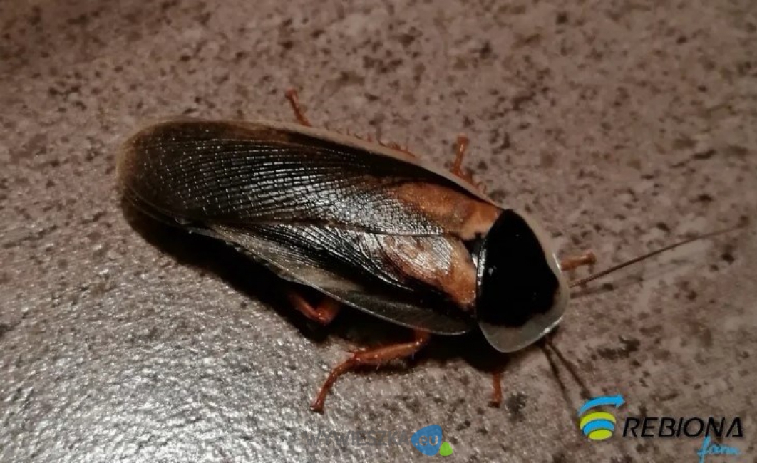 karaczan argentynski 1 znakwodny