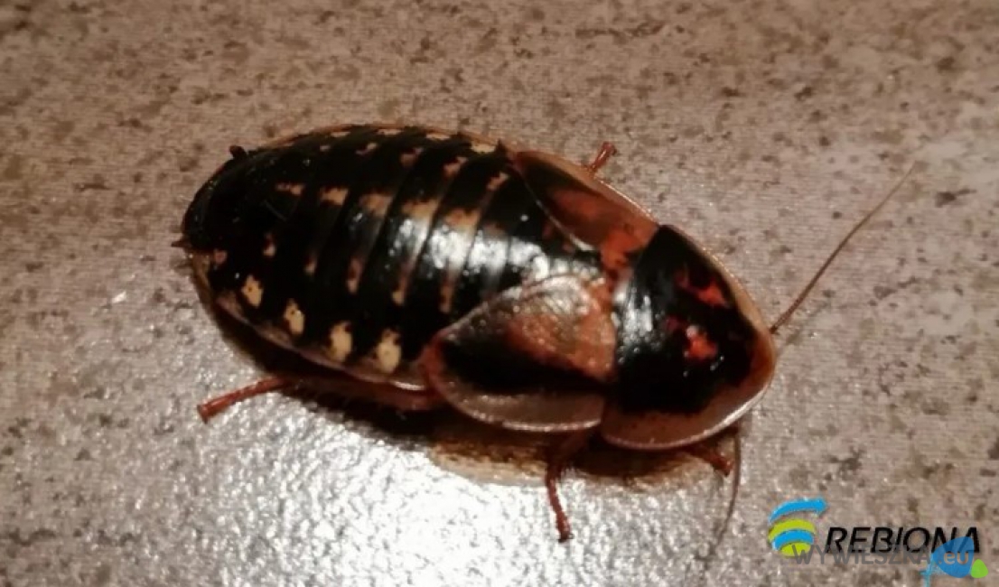 karaczan argentynski 2 znakwodny