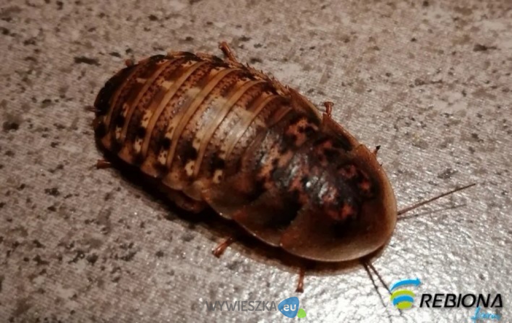 karaczan argentynski 3 znakwodny