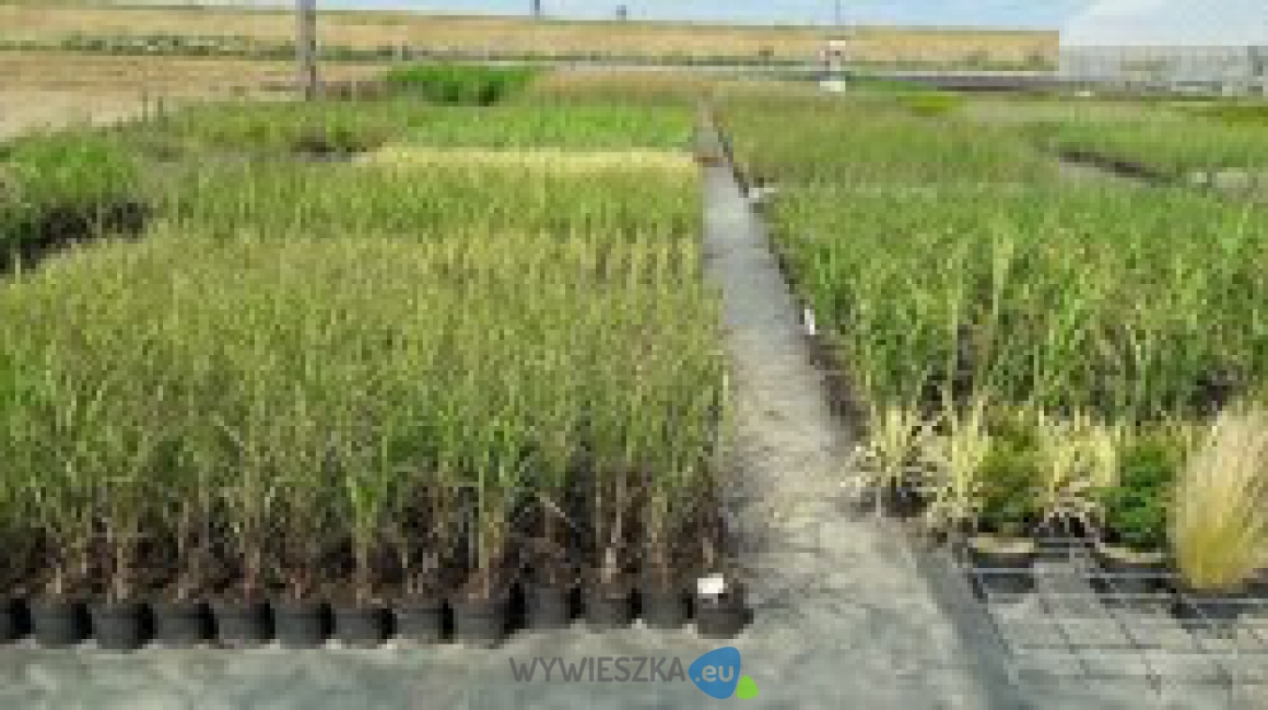 Pennisetum-Viridescens-Doniczka-3L_[203497]_250