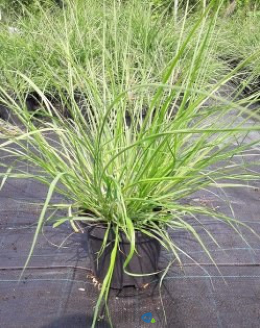 Pennisetum-Viridescens-Doniczka-3L_[203498]_250