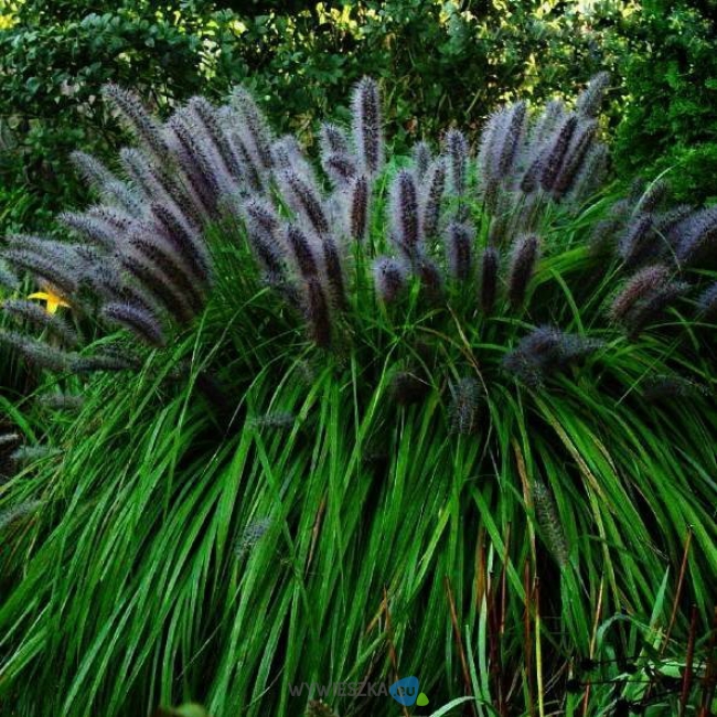 Rozplenica Japońska ‚Moudry’