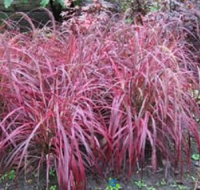 Miskant-chinski-Purple-Fall_[47098]_250