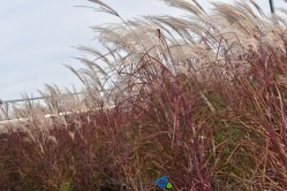 Miskant-Purple-Fall-czerwony-jesienia-DUZY-3-Litry_[202056]_250