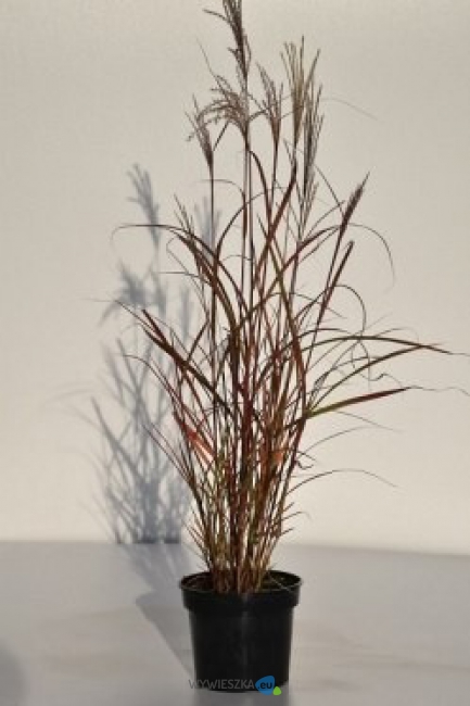 Miskant-Purple-Fall-czerwony-jesienia-DUZY-3-Litry_[202058]_250